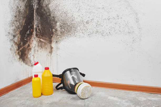 Best Black Mold Remediation in Fremont, NE