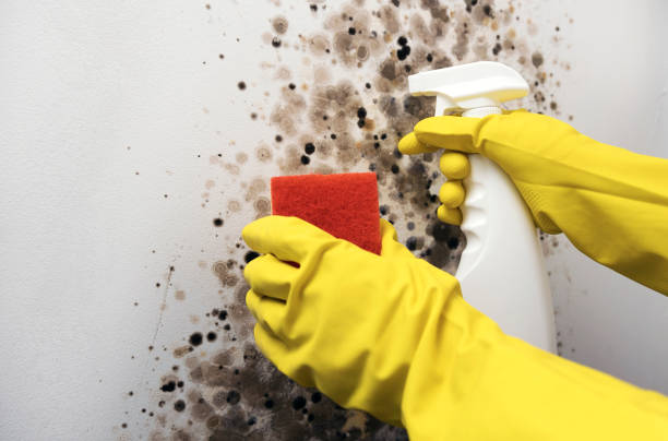 Best Insurance-Related Mold Remediation in Fremont, NE