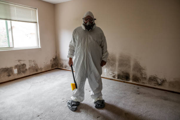 Best DIY Mold Remediation Support Services in Fremont, NE