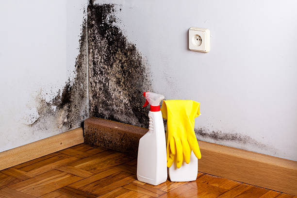 Best Post-Flood Mold Remediation in Fremont, NE