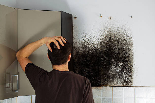 Best Crawl Space Mold Remediation in Fremont, NE