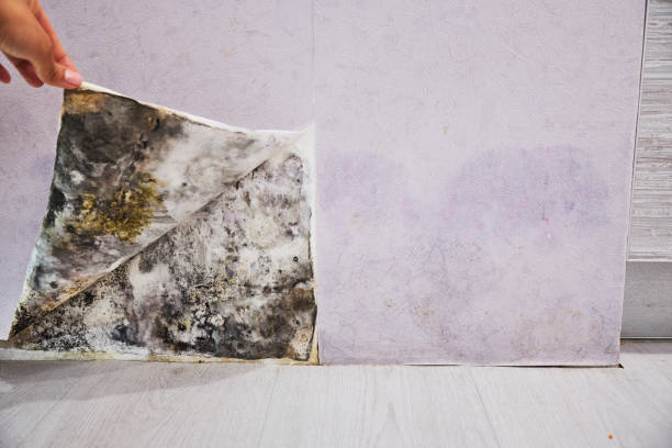 Best Mold Remediation for Schools in Fremont, NE